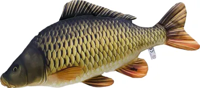 A plush toy fish on a white background.