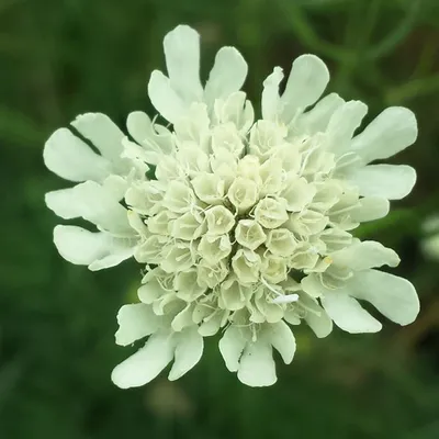 Image de 6 x Moon Dance - Scabiosa ochroleuca | pot 9cm x 9cm