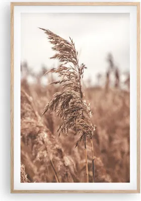 Produktbild von Gerahmtes Poster - Rahmen in heller Eiche - Zuckerrohr Wiese Boho - 61x91,5 cm - Wand Bild - Wanddeko - Wandbilder - Kunstposter - Wandposter - Bilderrahmen - Bilder - Kunstdruck - P2NPA61x91-4709