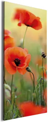 Produktbild von Wallario Premium Leinwandbild Mohnblumenblüten in Größe 30 x 75 cm