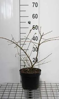 Immagine prodotto di Ligustrum obtus. 'Massif' - ligustro 25- 30 cm - contenitore