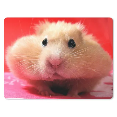 Produktbild von MuchoWow® Mauspad Mousepad Nahaufnahme Hamster 40x30 cm - Mousepads - Maus Mat - Pad - Mausunterlage - Anti Rutsch