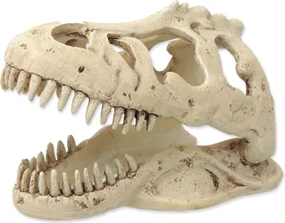 Immagine prodotto di Decorazione per terrari Repti Planet Teschio di T-Rex 13,3x8,5x9 cm