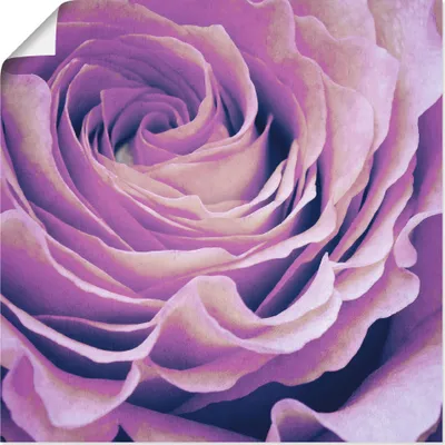 Produktbild von ARTland Poster Lila Rose Größe: 70x70 cm