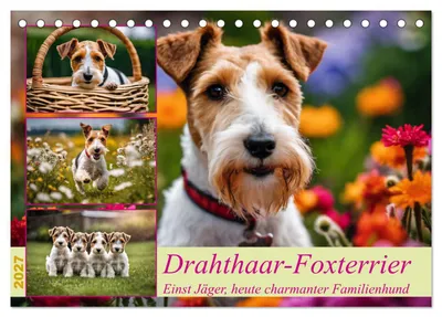 Produktbild von Drahthaar-Foxterrier (Tischkalender 2027 DIN A5 quer), CALVENDO Monatskalender