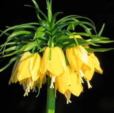 Produktbild von Kaiserkrone gelb Fritillaria imperialis lutea Gr 20/24 (3 Stück)