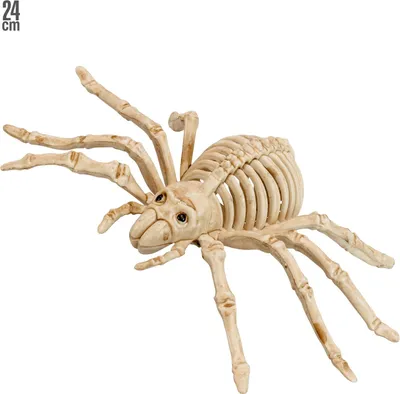 Produktbild von Gruselige Tier-Skelette – Unheimlicher Hingucker für Ihre Halloween-Deko! Spinne