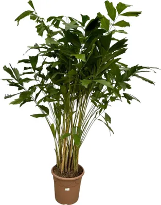 Obrázok produktu pre Trendyplants - Caryota Mitis - Palma s rybím chvostom - Izbová rastlina - Výška 200-220 cm - Veľkosť kvetináča Ø40cm