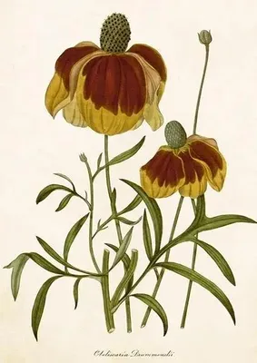 Produktbild von Karnet ST500 B6 + Rudbeckia-Topf – Skona Ting