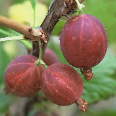 Produktbild von Säulenstachelbeere 'Hinnonmäki' rot