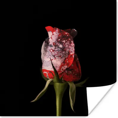 Produktbild von MuchoWow® Poster Rosen - Blumen - Farbe 100x100 cm - Babyzimmer