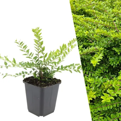 Produktbild von Plants by Frank | 60 Heckenkirsche Pflanzen | Lonicera Nitida 'Maigrün' | Bodendecker | Winterhart | Mehrjährig | Heckenmyrthe | Geißblatt | Kleinstrauch | Gartenpflanzen