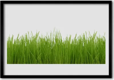 Produktbild von Bild 70x50 MDF-Rahmen Wandkunst Gras Natur Pflanze