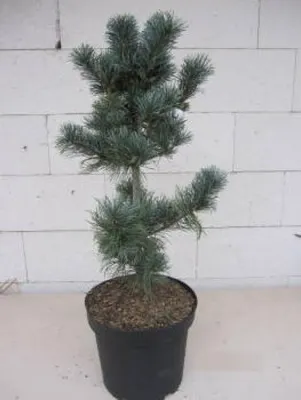Produktbild von Pinus parviflora Blauer Engel - Mädchenkiefer Blauer Engel - 40-60cm