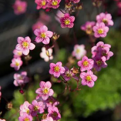 Produktbild von 6 x Moos Steinbrech  - Saxifraga 'Blutenteppich'  | Topf 9cm x 9cm