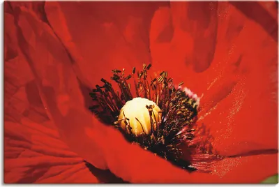 Produktbild von ARTland Leinwandbild Roter Mohn Größe: 60x40 cm