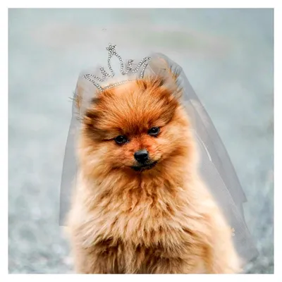Produktbild von Hunde Hochzeits Schleier aus Weichem Tüll mit Kronen Design für Kleine und Mittelgroße Hunde als Festliches Haar Accessoire für Hochzeiten und Partys