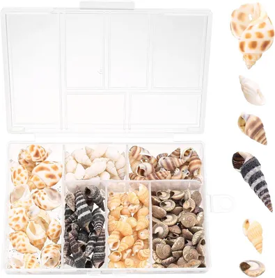 Imagen del producto de Conchas naturales, 100 unidades, para decoración de manualidades y acuarios