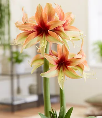Produktbild von BALDUR Garten Amaryllis 'Wild Amazone',1 Zwiebel