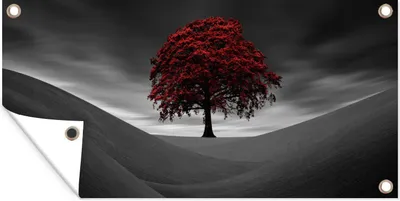 Produktbild von MuchoWow® 60x30 cm Outdoor-Poster Gartendeko Sichtschutz Garten Poster für den Garten  Schwarz-Weiß-Foto mit einem roten Baum