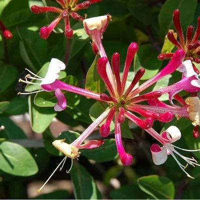 Obrázok produktu pre 2 x  lesná zimolez  - Lonicera periclymenum 'Belgica Select'  | 50-60 cm v kontajneri