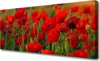 Produktbild von Tulup Leinwand-Bilder 125x50 Wandbild Canvas Kunstdruck Mohnblumen Pflanzen