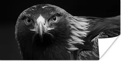 Produktbild von MuchoWow® Poster Bussard - Vogel - Tiere - Schwarz - Weiß 120x60 cm - Bild