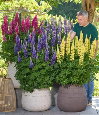 Produktbild von BALDUR Garten 3er Lupinen 'Lupinova®' Fantastic Colour Mix, Pflanzen im 9 cm Topf , Blickfang im Beet und Kübel, lebendige Farben, pflegeleicht und langlebig, winterhart, robust, bienenfreundlich