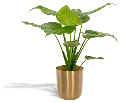 Obrázek produktu pro Alocasia Cucullata vcetne kvetináce - Ø19cm Ø65cm - pokojová rostlina „sloní