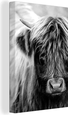 Produktbild von MuchoWow® - Leinwandbilder - Nahaufnahme eines schottischen Highlanders - schwarz und weiß, Wandbild, Wanddeko Bilder Wohnzimmer, 60x90 cm