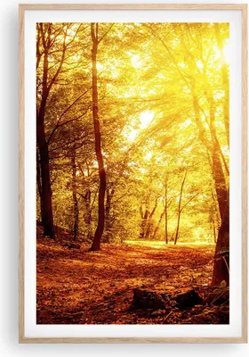 Produktbild von Gerahmtes Poster - Rahmen in heller Eiche - Wald Baum Natur - 61x91,5 cm - Wand Bild - Wanddeko - Wandbilder - Kunstposter - Wandposter - Bilderrahmen - Bilder - Kunstdruck - Wandbild P2NPA61x91-3722