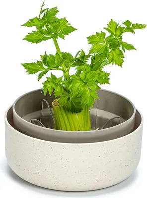 Artikelbild 1 von 'Pflanzschale ReGrow' aus der Kategorie Keimschale