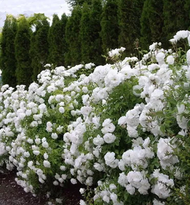 Produktbild von Zwergrose ´SEA FOAM´ Cont. 1,4 l