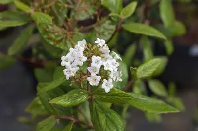 Zdjęcie produktu dla Viburnum burkwoodii - Snowball 60-80 cm - Pojemnik