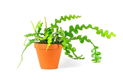 Obrázok produktu pre Gardners Epiphyllum anguliger, priemer 12 cm