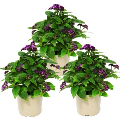 Produktbild von Vanilleblume - Heliotropium - 11cm - Set mit 3 Pflanzen