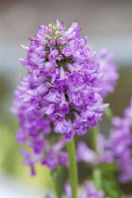 Produktbild von Stachys monnieri 'Hummelo', Ziest, purpurrosa, ca. 9x9 cm Topf