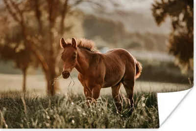 Produktbild von MuchoWow® Poster Pferd - Licht - Wiese 120x80 cm - Bilder