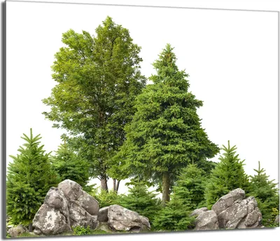 Produktbild von Glasherdplattenschutz 60x52 Bäume