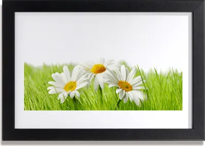 Produktbild von Bild 30x20 MDF-Rahmen Wandkunst Gänseblümchen-Blumen-Pflanze