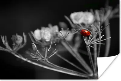 Produktbild von MuchoWow® Poster Schwarz-Weiß-Foto von einem roten Marienkäfer auf einer Pflanze 160x120 cm - Foto Plakat