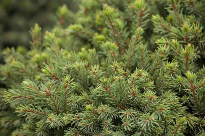 Produktbild von Picea glauca 'Echiniformis', Zwergfichte, kompakt, ca. 9x9 cm Topf
