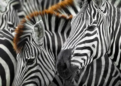 Produktbild von ENJOY Puzzle Zebras 1000 Teile