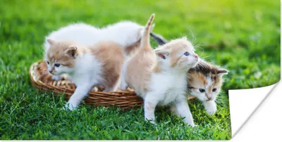 Produktbild von MuchoWow® Poster Kätzchen - Katze - Korb - Mädchen - Kinder - Jungen - Kinder 40x20 cm - Poster für die Wand - Poster Schlafzimmer