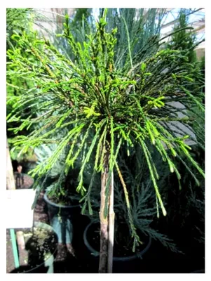 Produktbild von Thuja plicata Whipcord - Faden-Lebensbaum - Hochstamm - 80 cm