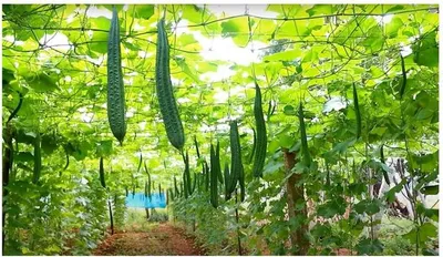 Produktbild von 20x Luffa acutangulata Flügelgurke Kletterpflanze Gemüse Samen ID43