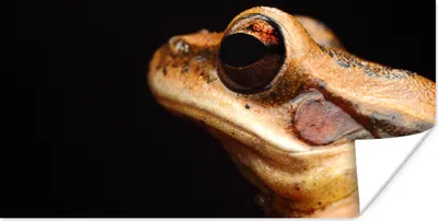 Produktbild von MuchoWow® Poster Frosch - Auge - Schwarz 150x75 cm - ohne Rahmen