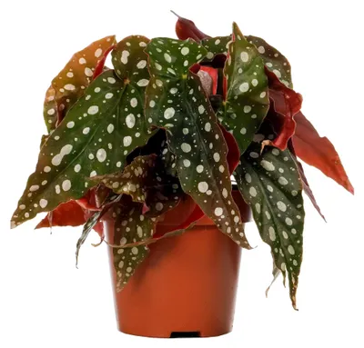 Produktbild von 1 x Premium Forellenbegonie | 20-30 cm Topfpflanze zu verkaufen