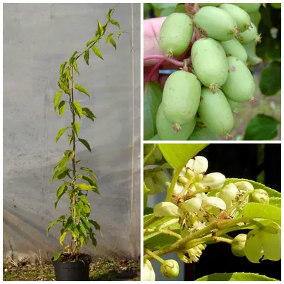 Produktbild von Kiwi 2-er Set: 1 weibliche Bayernkiwi + 1 männliche Bayernkiwi 60 - 100 cm gestäbt im 2-3 Liter Topf