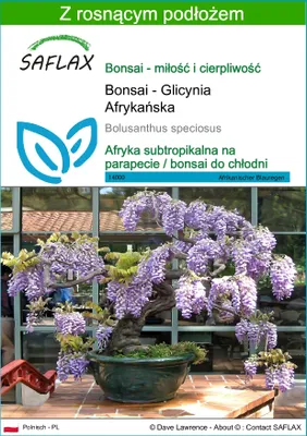 Zdjęcie produktu dla SAFLAX - Bonsai - Glicynia Afrykańska - 15 Nasiona - Z podłożem uprawowym wolnym od zarazków - Bolusanthus speciosus